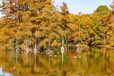 Kanadag?nse (Branta canadensis) und Sumpfzypressen (bald cypress) im Trap Pond State Park in Laurel, Sussex County, Dela-stock-foto