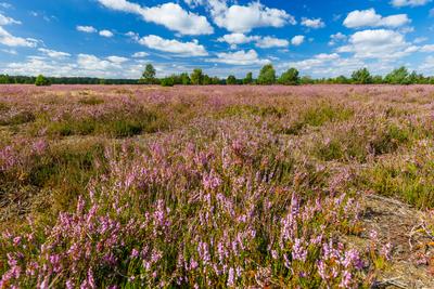 Heidebluete im Naturpark Niederlausitzer Heidelandschaft-stock-foto