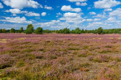 Heidebluete im Naturpark Niederlausitzer Heidelandschaft-stock-foto