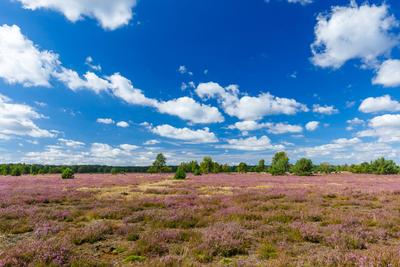 Heidebluete im Naturpark Niederlausitzer Heidelandschaft-stock-foto