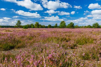 Heidebluete im Naturpark Niederlausitzer Heidelandschaft-stock-foto