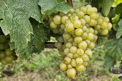 Nordheim Themenfoto: Herbst, Wein, Weinlese, Winzer, Trauben, Nordheim, Bayern, Deutschland, 25.09.2024 Helle Weintraube-stock-foto