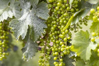 Weinrebe mit unreifen Weintrauben. Premium-Rebl?che der Felsengartenkellerei Besigheim. Muskateller Traube. // 28.06.202-stock-foto