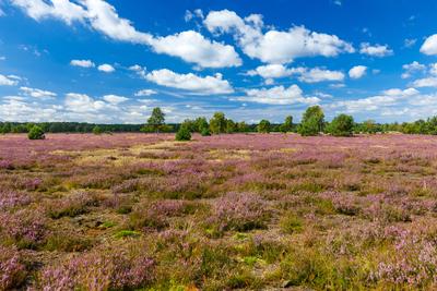 Heidebluete im Naturpark Niederlausitzer Heidelandschaft-stock-foto