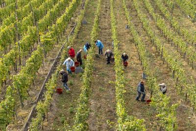Weinlese Weinlese am Weinberg in Esslingen am Neckar, Baden-W?rttemberg, Deutschland grape harvest in a vineyard, Esslin-stock-foto