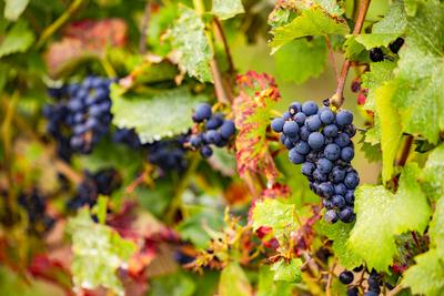 Grape with blue grapes on vines in a vineyard Leaves and grapes in a vineyard with vines selectively isolated, Germany C-stock-foto