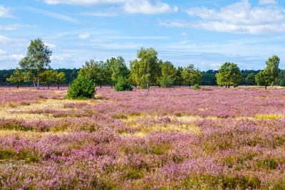 Heidebluete im Naturpark Niederlausitzer Heidelandschaft-stock-foto