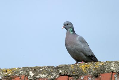 Hohltaube, Hohl-Taube (Columba oenas), Altvogel auf dem Dach, Niederlande, Limburg stock pigeon (Columba oenas), adult p-stock-foto