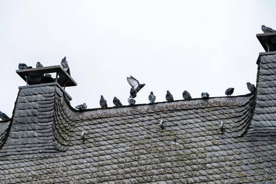Stille Beobachter: Tauben auf einem Limburger Dach 24.01.2024, Limburg: Symbolfoto, Illustrationsbild, Symbolbild, Illus-stock-foto