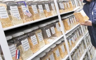 Weizenkoerner in einer Kaeltekammer in dem Agrarforschungsinstitutes CIMMYT in Texcoco Mexiko 04 03-stock-foto