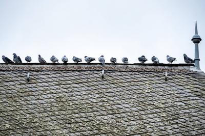 Stille Beobachter: Tauben auf einem Limburger Dach 24.01.2024, Limburg: Symbolfoto, Illustrationsbild, Symbolbild, Illus-stock-foto
