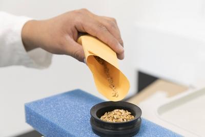 Analysieren von Weizenkoerner aus dem Agrarforschungsinstitutes CIMMYT in Texcoco Mexiko 04 03 2019-stock-foto