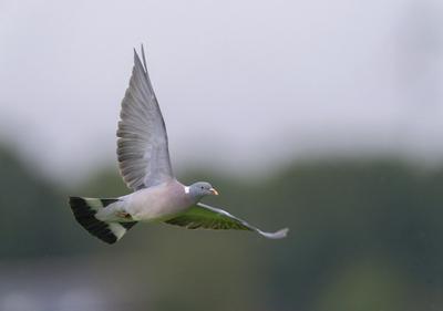 Ringeltaube, Ringel-Taube (Columba palumbus), im Flug, Niederlande, Limburg wood pigeon (Columba palumbus), in flight, N-stock-foto