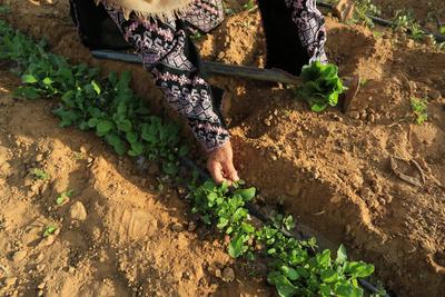 Palestinian Amune Abu Rajila 72, works on the International Day of Rural Women Palestinian Amune Abu Rajila 72, works on-stock-foto
