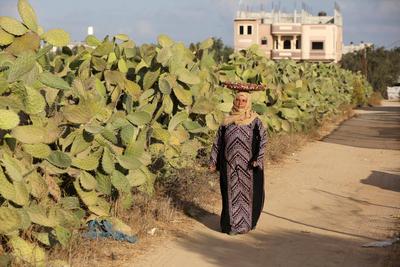 Palestinian Amune Abu Rajila 72, works on the International Day of Rural Women Palestinian Amune Abu Rajila 72, works on-stock-foto
