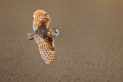 Schleiereule, Schleier-Eule (Tyto alba), im Flug, Italien, Emilia Romagna Barn owl (Tyto alba), in flight, Italy, Emilia-stock-foto