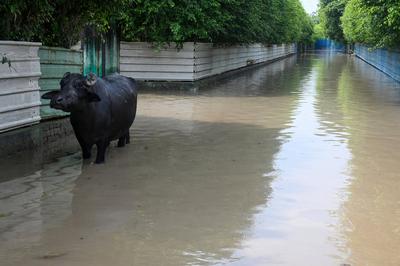 Yamuna Water Level Recedes But Remains Above Danger Mark in Delhi-stock-foto