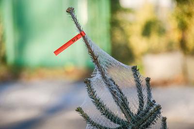 D?sseldorf 14.12.2022 Tannenbaum Weihnachtsbaum Weihnachtsbaumverkauf Weihnachtstanne D?sseldorf Nordrhein-Westfalen De-stock-foto