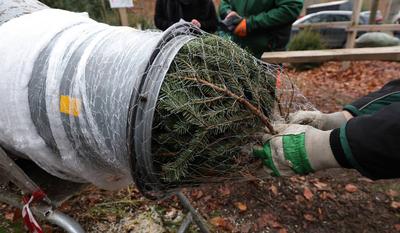 04.12.2022, Deutschland, NRW, Weihnachten, Weihnachtsb?ume, Tannenb?ume, Ein Baum wird eingenetzt, Weihnachtsbaumnetzger-stock-foto