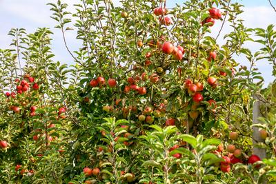 Herbststimmung im Kreislehrgarten. Der Lehrgarten besteht seit 1914 und wurde als als Kreis Obst- und Gem?segarten gegr?-stock-foto