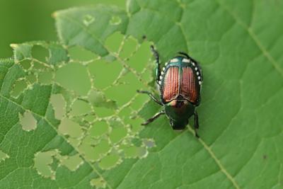 Japanese Beetle During the Mating Period-stock-foto