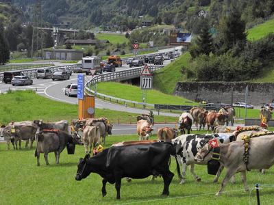 Alpabfahrt-stock-foto