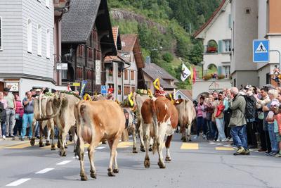 Alpabfahrt-stock-foto