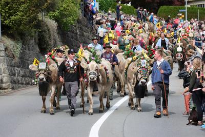 Alpabfahrt-stock-foto