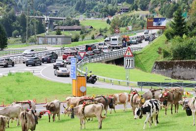 Alpabfahrt-stock-foto