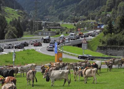 Alpabfahrt-stock-foto