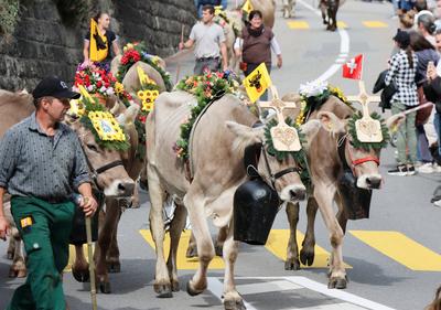 Alpabfahrt-stock-foto