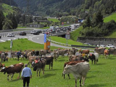Alpabfahrt-stock-foto