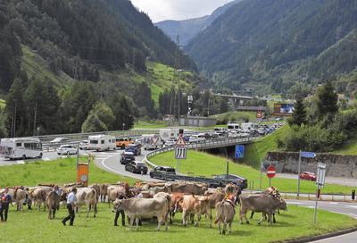 Alpabfahrt-stock-foto
