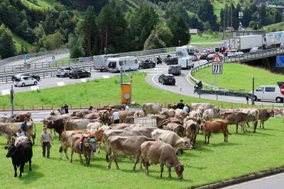 Alpabfahrt-stock-foto