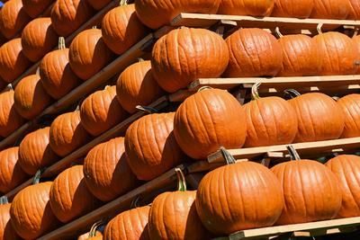 Die K?rbissaison 2025 hat ihren H?hepunkt.-stock-foto