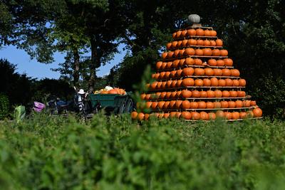 Die K?rbissaison 2025 hat ihren H?hepunkt.-stock-foto