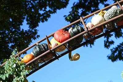 Die K?rbissaison 2025 hat ihren H?hepunkt.-stock-foto