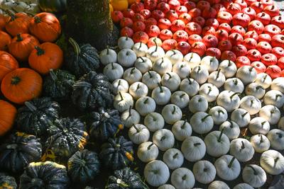 Die K?rbissaison 2025 hat ihren H?hepunkt.-stock-foto