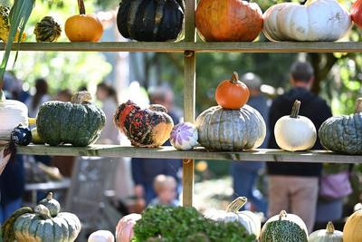 Die K?rbissaison 2025 hat ihren H?hepunkt.-stock-foto