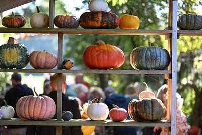 Die K?rbissaison 2025 hat ihren H?hepunkt.-stock-foto