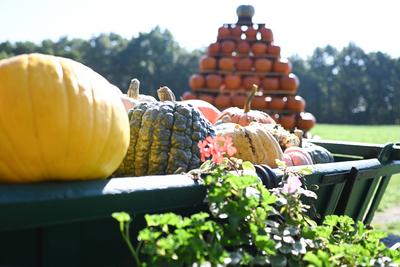 Die K?rbissaison 2025 hat ihren H?hepunkt.-stock-foto