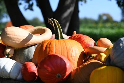 Die K?rbissaison 2025 hat ihren H?hepunkt.-stock-foto