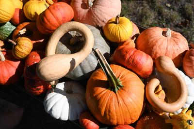 Die K?rbissaison 2025 hat ihren H?hepunkt.-stock-foto