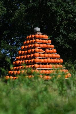 Die K?rbissaison 2025 hat ihren H?hepunkt.-stock-foto