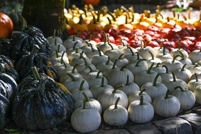 Die K?rbissaison 2025 hat ihren H?hepunkt.-stock-foto