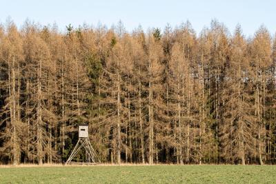 Trockenheit Borkenkäfer Waldsterben im Harz Trockenheit Borkenkäfer Waldsterben im Harz Copyright: xZoonar.com/KUEHNExDK-stock-foto