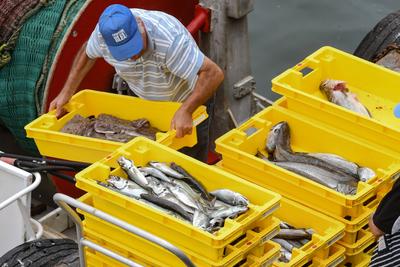 Mitarbeiter der Auktionshalle im Fischereihafen Guilvinec , Finistre, Bretagne, Frankreich. entladen den angelandeten T-stock-foto