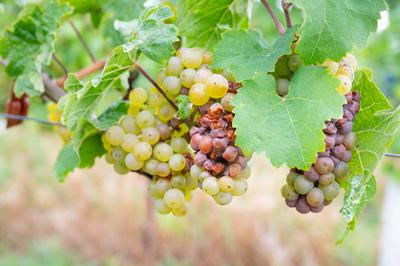 Moselle-Weinberg, gr?ne ausgetrocknete Trauben, Pilzbefall, Echter Mehltau oder Grauschimmel, Hitzesch?den, Staun?sse, T-stock-foto