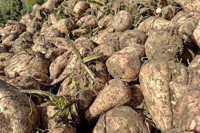 Zuckerruebenernte 2025 im Raum Northeim/Einbeck in Niedersachsen am Solling im vollen Gange.-stock-foto