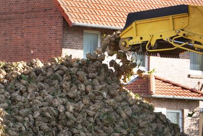 Zuckerruebenernte 2025 im Raum Northeim/Einbeck in Niedersachsen am Solling im vollen Gange.-stock-foto